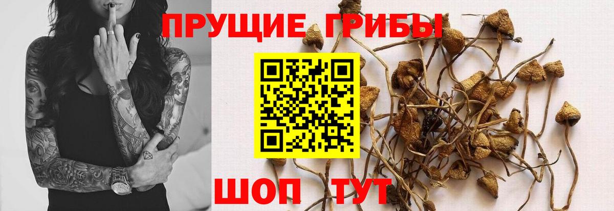 Псилоцибиновые грибы Psilocybine cubensis  Галлюциногенные грибы Psilocybine cubensis  Конаково  закладки  Вход с VPN 